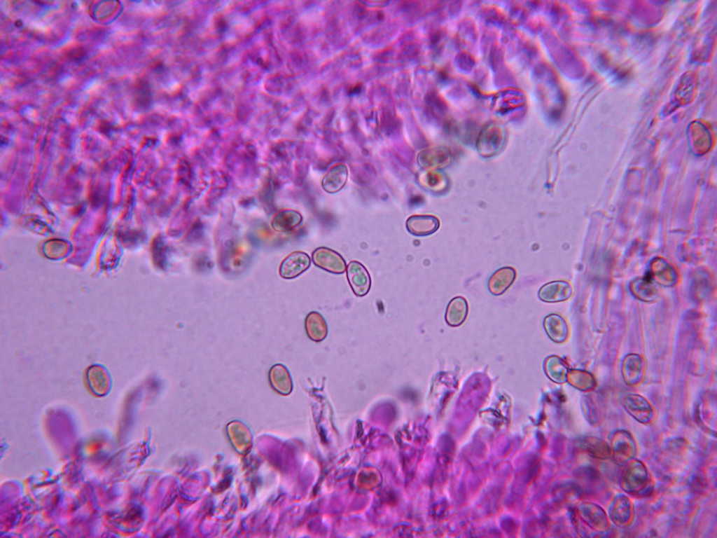 Sotto Alnus glutinosa...(cfr. Inocybe squarrosa)